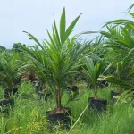 Palma Aceitera en la Amazonía